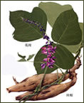 葛根提取物（葛根異黃酮）-GMP企業(yè) 